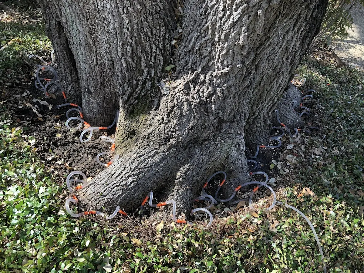 Detailed Tree Cabling and Bracing job site in Robinson Creek