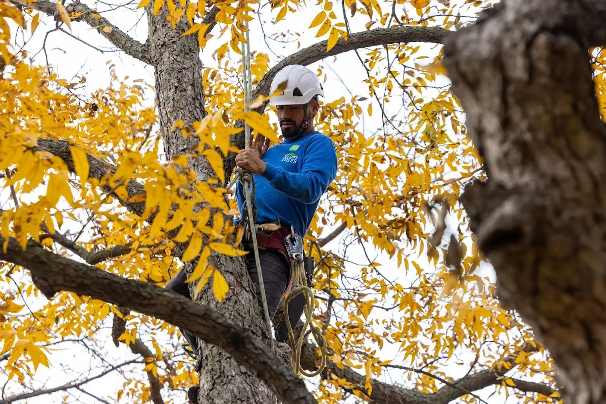 Skilled Tree Pruning crew working in Robinson Creek
