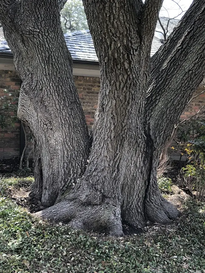 Mature heritage tree close to a Robinson Creek property cared for by certified arborists